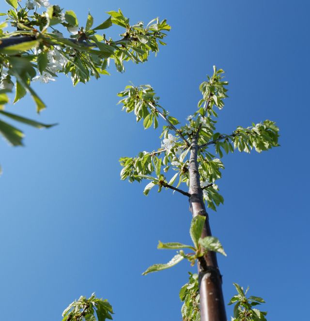 Neuer Baum vor blauem Himmel; Baum pflanzen nachhaltig investieren, Geldanlage
