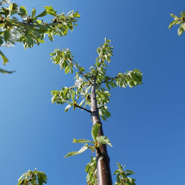 Neuer Baum vor dem blauen Himmel; Nachhaltig investieren und Bäume spenden