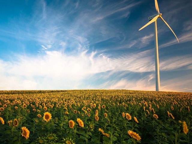 Sonnenblumen und Windrad; Warum grüne Aktien 2021 bzw. Nachhaltigkeit so gut liefen