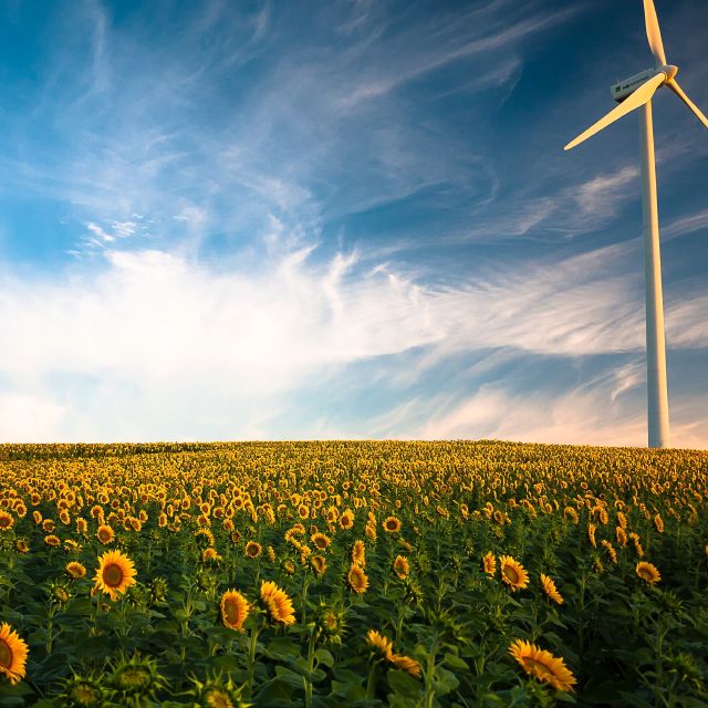 Sonnenblumen und Windrad; Warum grüne Aktien 2021 bzw. Nachhaltigkeit so gut liefen
