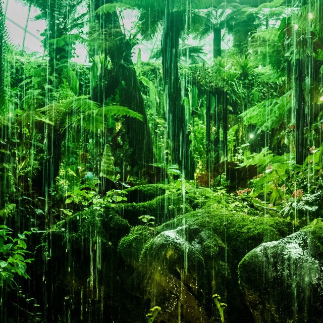 grüner Regenwald/Urwald; Wann ist ein Fonds nachhaltig? Nachhaltiger Fonds - diese Regeln gelten